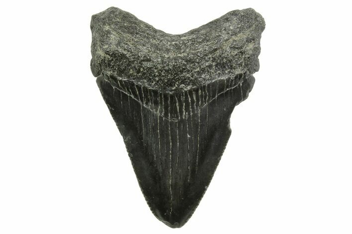 Serrated, Juvenile Megalodon Tooth - South Carolina #375957